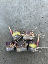5pcs Rooted Dark Purple Green Sugarcane Cutting Ready To Plant picture