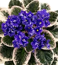 African Violet Plant - Hunter's Abyss - Std picture