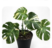 Monstera Thai Constellation Rooted Plant 10” Leaf Exact Plant  BR picture