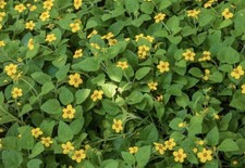 Green and Gold native groundcover (ships bare root) picture