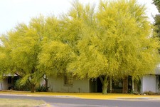 Parkinsonia Aculeata, jerusalem thorn palo verde flowering jelly tree 15 seeds picture
