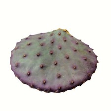 Cactus Santa Rita Purple Prickly Pear Opuntia Cutting (1 Pad) picture