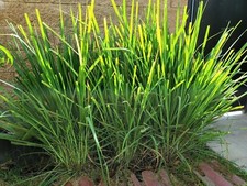 4 Fresh Lemongrass Stalks, Live Plant, Fresh Cut - Lemon Grass Ready To Grow picture