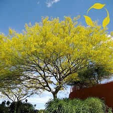 JERUSALEM THORN Parkinsonia Aculeata - 20+ SEEDS picture