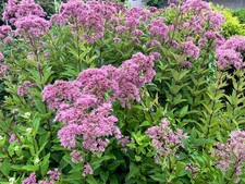 Eupatorium Baby Joe / Joe Pye Weed Live Plant, Healthy Starter Butterfly Plants picture