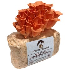 Pink Oyster Mushroom Grow Kit Indoor | Easy Gourmet Mushroom Kit picture