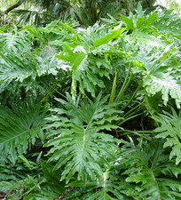 Philodendron Selloum Plant - 2 Plants Per Order - Tropical Foliage - No Ship CA picture