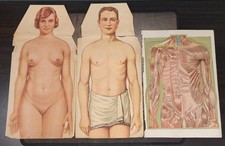 Antique Anatomical Flap Charts c.1900–1930 Male & Female Human Body Medical Set picture