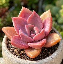 Graptoveria Dusty Pink Rare Succulent 3-4 Inch Rooted Live Plant picture