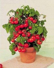 30 TINY TIM MICRO DWARF TOMATO SEEDS ~ heirloomseedguy ~ 2026 ~ NON-GMO picture