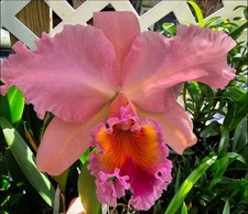 Rlc George King 'Serendipity' Near Blooming Size Cattleya Orchid Clone picture