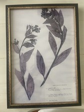 Set of 4 Emery Whilton Herbarium Framed Botanical Collage Prints Uttermost picture