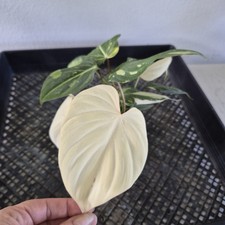 Philodendron Gloriosum variegated type 2 