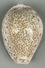 Naria turdus Cypraea turdus 41.2mm F+++/GEM Gorgeous Djibouti Cowrie Shell picture
