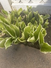 Green And White 5 Bare Root Hosta picture