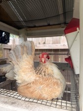 6 kikiriki hatching eggs picture