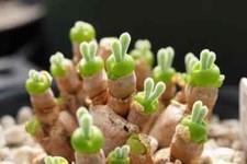 Rare Succulent Seeds Rabbit Ear Shape 100PCs/Pack seeds picture