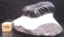 Perfectly Prepared Devonian Phacops sp. Fossil Trilobite Morocco picture
