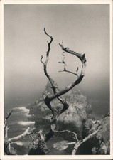 Minor White Cypress Grove Trail, Point Lobos, California, CA Vintage Postcard picture