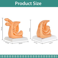 Male and Female Urinary Catheterization Insertion Trainers | ,Catheter Insert... picture