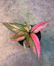 Anthurium Hookeri Pink Variegated Rare Bird’s Nest Anthurium Pink Variegated picture