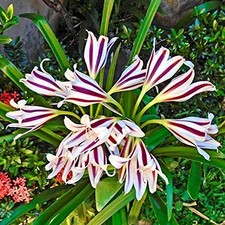 Pretty Imported Double Crinum Lily Whitepurple Colour Flower Bulb Pack Of 2 Bulb picture
