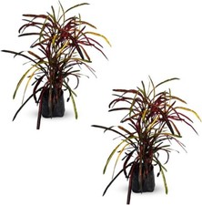 Crotton Zanzibar (Pack of 2) | Tropical Zanzibar Paintbrush Live Indoor Plant picture