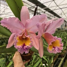 Rlc. George King ‘Serendipity’ AM/AOS Blooming Size Cattleya Orchid Live Plant picture
