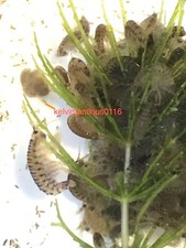Live Food - Freshwater Scuds multiple quantity selection and/or durable dropper picture