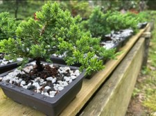 Juniper Bonsai Tree, LIVE Plant picture