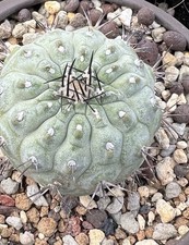 1pcs 4-5cm  Copiapoa cinerea Copiapoa columna-alba Mutation without thorns picture