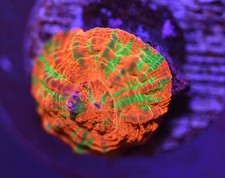 WYSIWYG Tank Spawned Scolymia picture