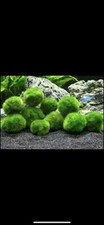 1.5 inch Marimo Moss Ball (Cladophora Live Aquarium Plant) Fish Tank plant picture