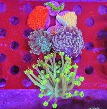WYSIWYG Mixed Reef Pack picture