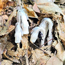 Appalachian Ghost Pipe Tincture, Locally and ethically Forged 2oz Bottle picture