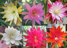 Epiphyllum Orchid Set of 6 cuttings 6-8 inch Cactus Mix colors and Varieties picture