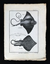 1789 Bonnaterre Fish Print - La Mourine Eagle Ray - La Ronce Thornback Stingray picture