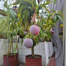 Thai Dwarf Red Mango 3 cuttings , no roots- imported picture