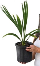 Sabal x brazoriensis 3 Gal 18-24” Very Cold Hardy Palm in zone 7 and 8 in NC picture