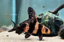 Live Chinese High Fin Banded-Shark – 3.0-3.5– Rare Freshwater Aquarium Fish picture