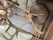Caribou, deer,  and Elk European Mount. Found At Estate After Purchase No Damage picture