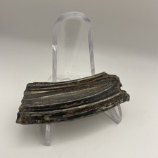 Ice Age Horse Tooth Fossil Beautiful Polished picture