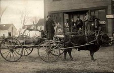 Beautiful Oxen Drawn Wagon Dead Animal Hunting Moose? +Photography RPPC picture