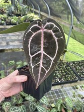 Anthurium Red Crystallinum Doc Block 4