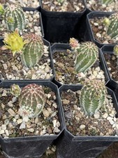3PCS Echinocereus RareSucculent cactus plant seedgrowth Garden Décor Boutique picture