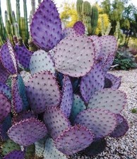 Cactus Santa Rita Purple Prickly Pear Opuntia (3 Cuttings) picture
