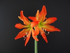 Hippeastrum blossfeldiae  1 bulb picture