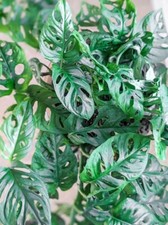 Monstera Adansonii Swiss Cheese 3 Cuttings Indoor / Outdoor House Plant picture