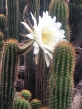 Echinopsis spachiana Golden Torch Cactus 20