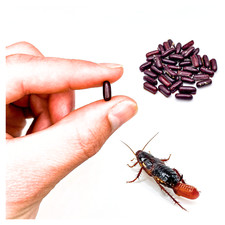 Red Runner Roach Starter Colony | 50 Adult Breeders + 20 Eggs (Live Feeders) picture